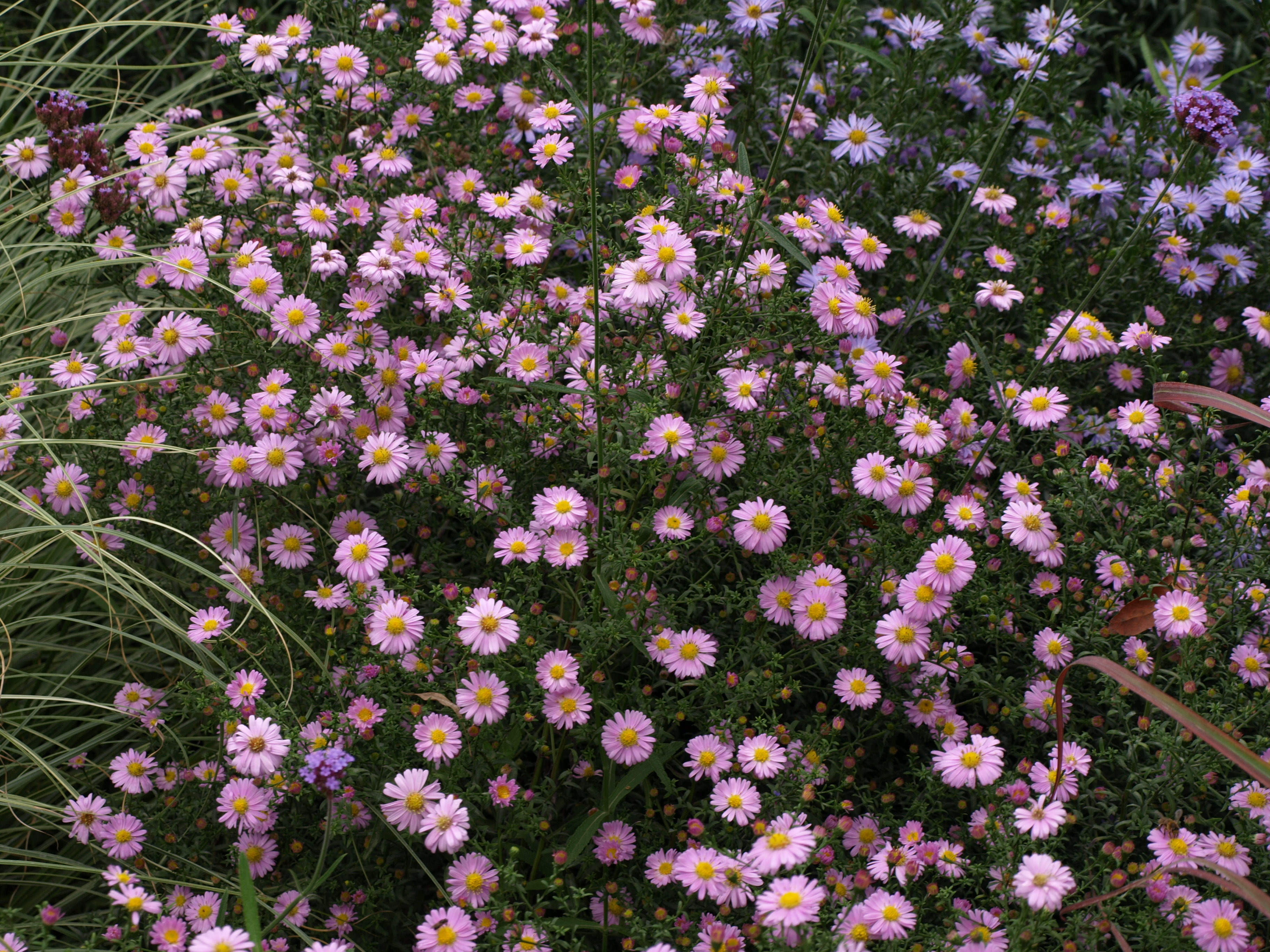 Passion Vivaces Aster Strawberry and Cream vivace godet rose