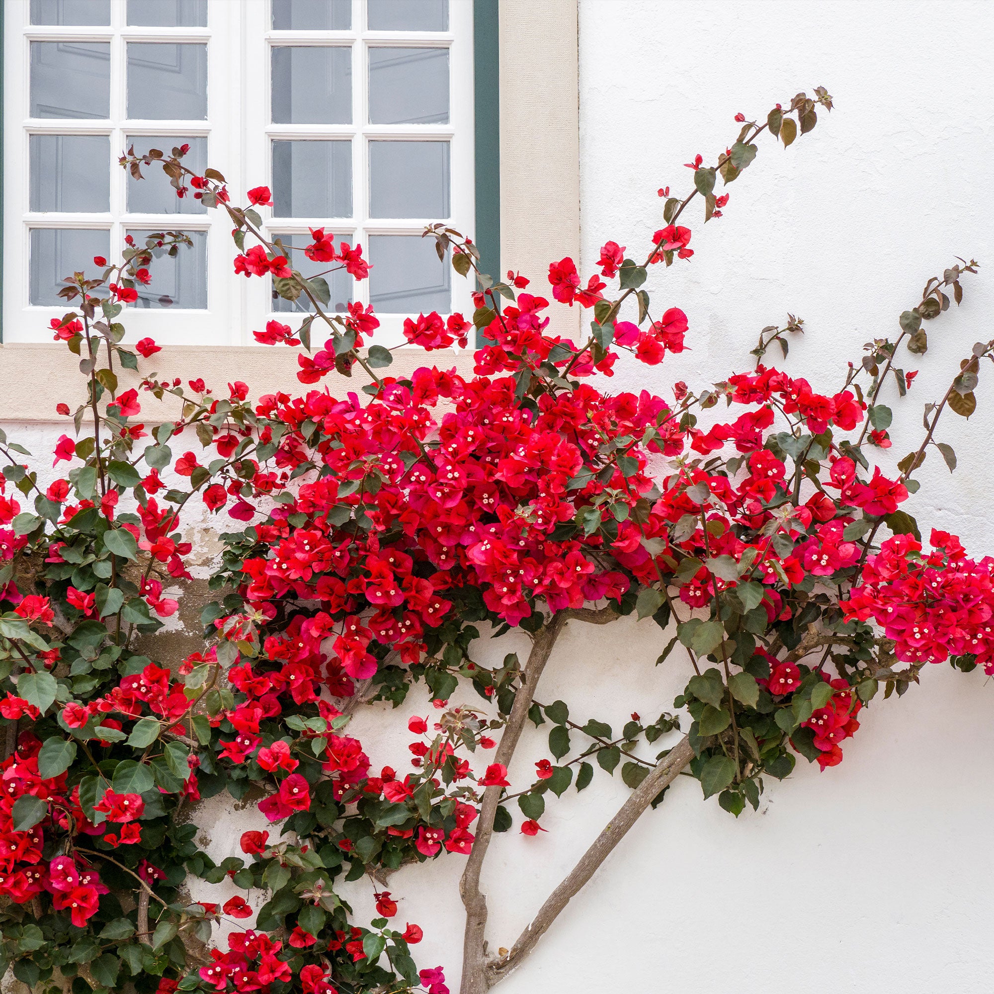 Bakker Bougainvillier Rouge plante grimpante pot Ø12cm fleur rouge