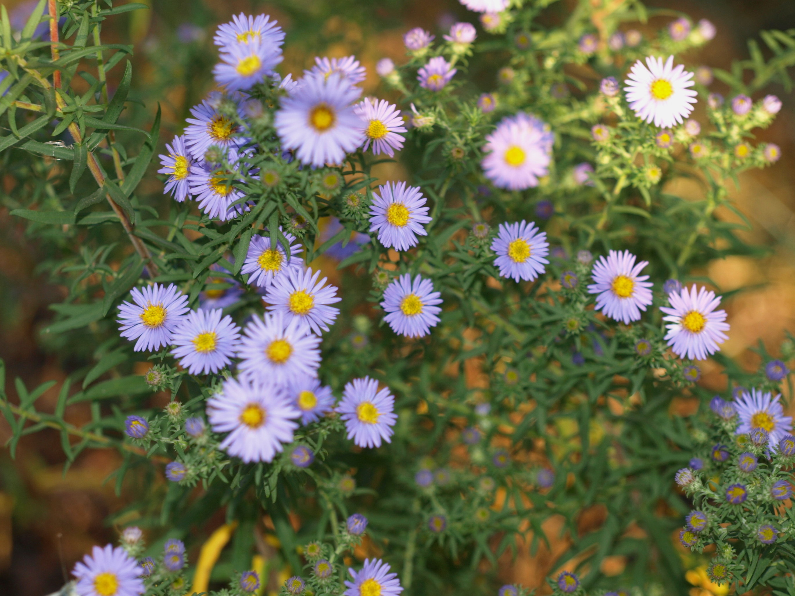 Passion Vivaces Aster amethystinus Feiburg plante vivace godet