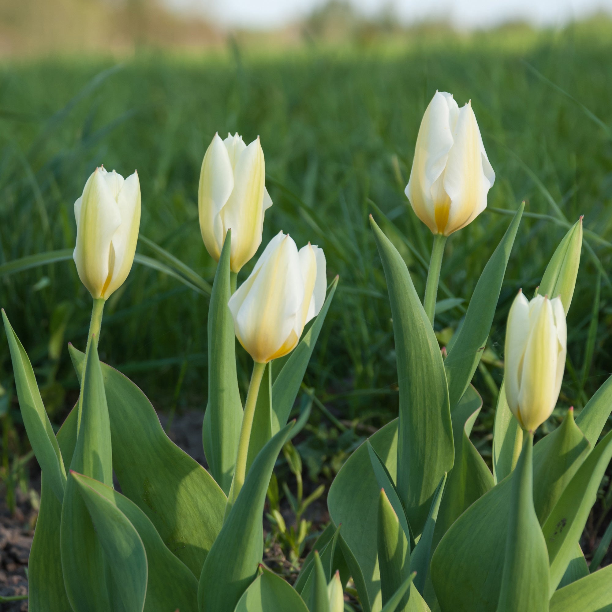 Bakker Tulipes Fosteriana Purissima sachet 10 bulbes blanc