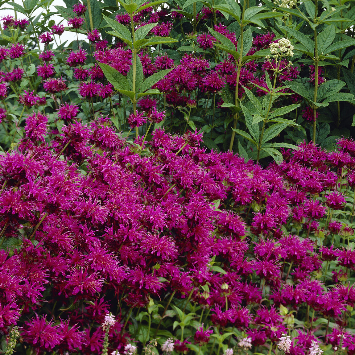 Bakker Scorpion monarde vivace pot 9cm fuchsia