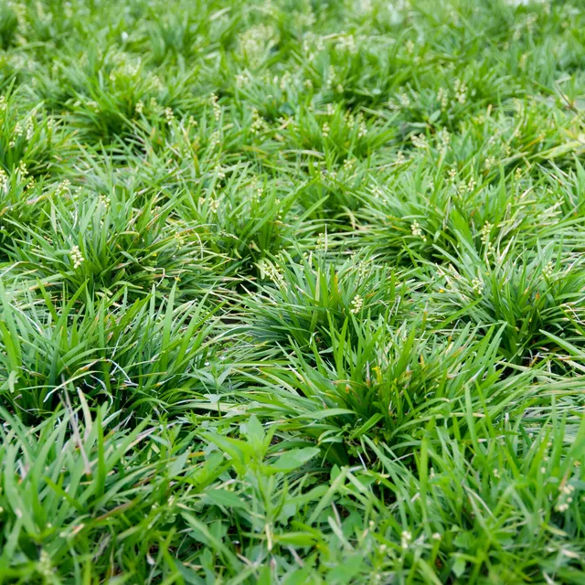 Bakker Barbe de serpent plante vivace pot 8cm ombre