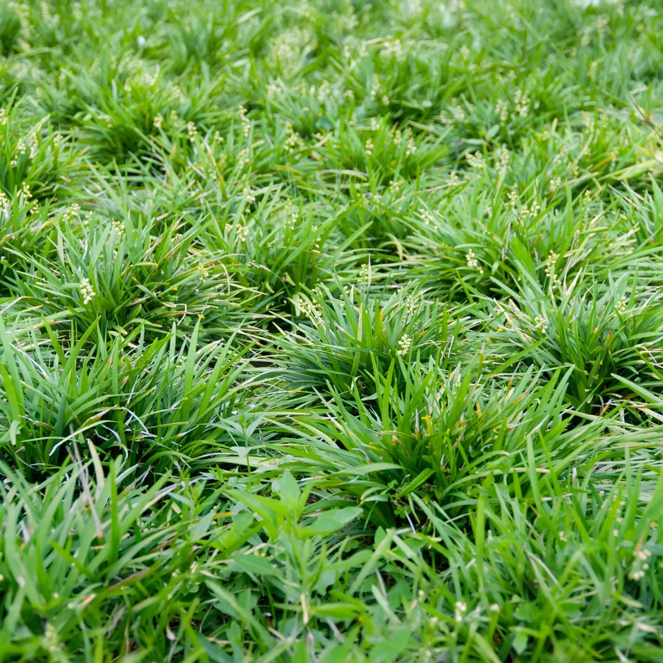 Bakker Barbe de serpent plante vivace pot 8cm ombre
