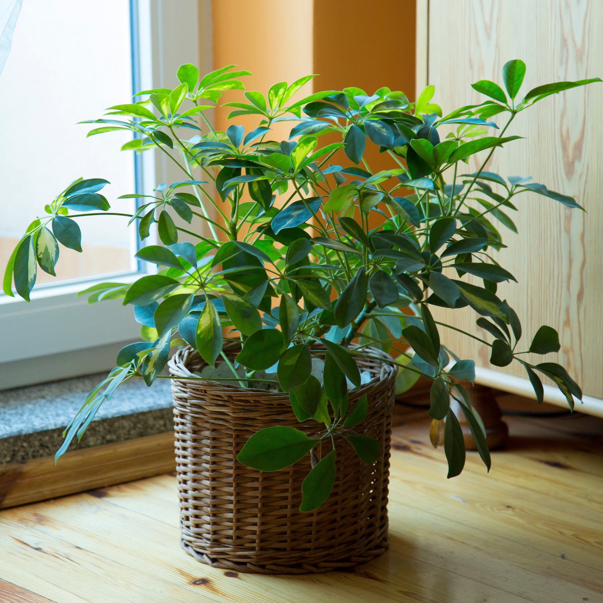 Bakker Schefflera plante d'intérieur pot Ø 12 cm 20 cm vert