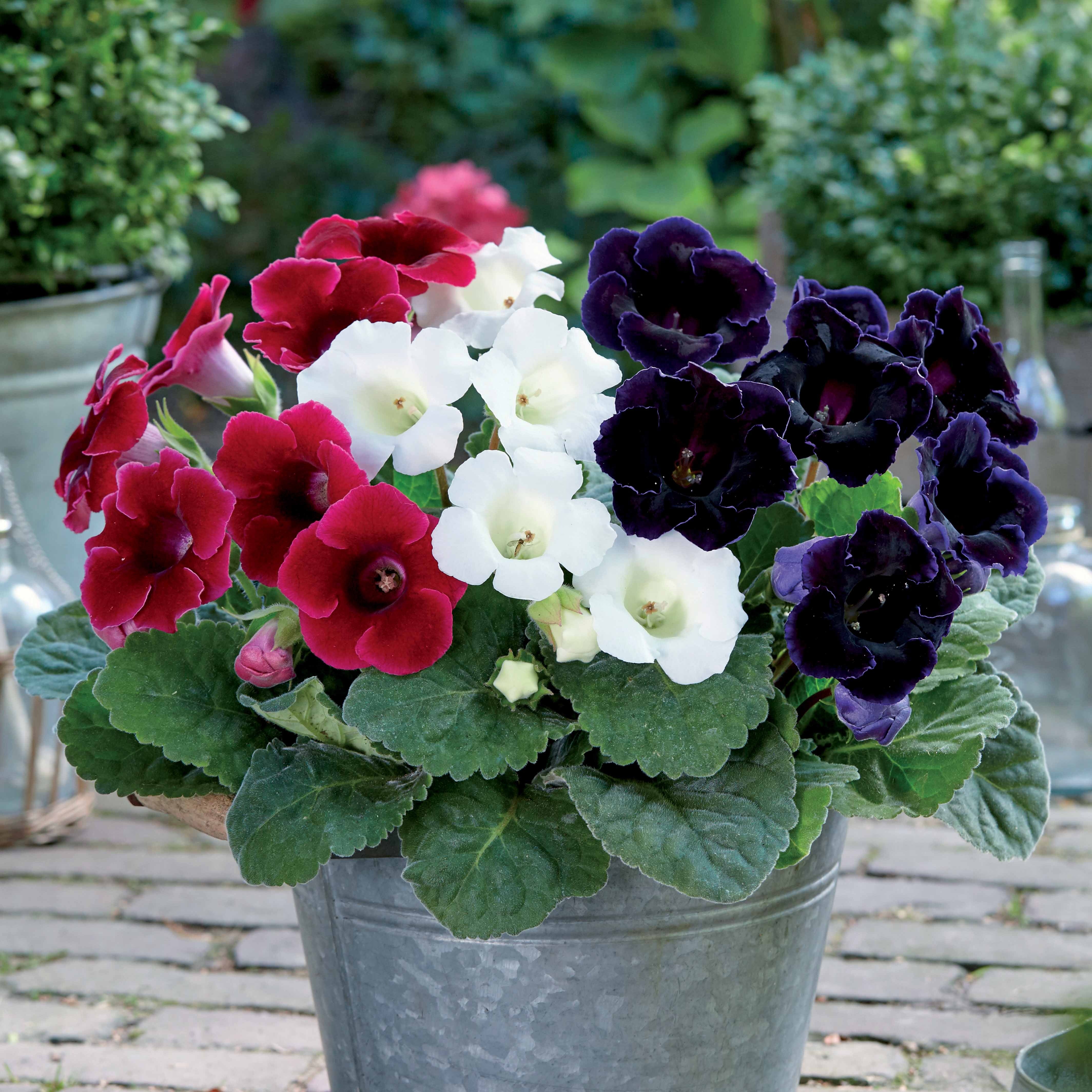 Bakker Gloxinias rouge blanc bleu bulbes intérieur sachet 3