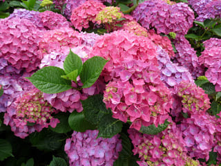 Les Hortensias du Haut Bois Arthur Billard hortensia boule godet