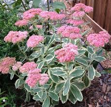 Passion Vivaces Sedum Elsie Gold orpin pot 1 litre panaché