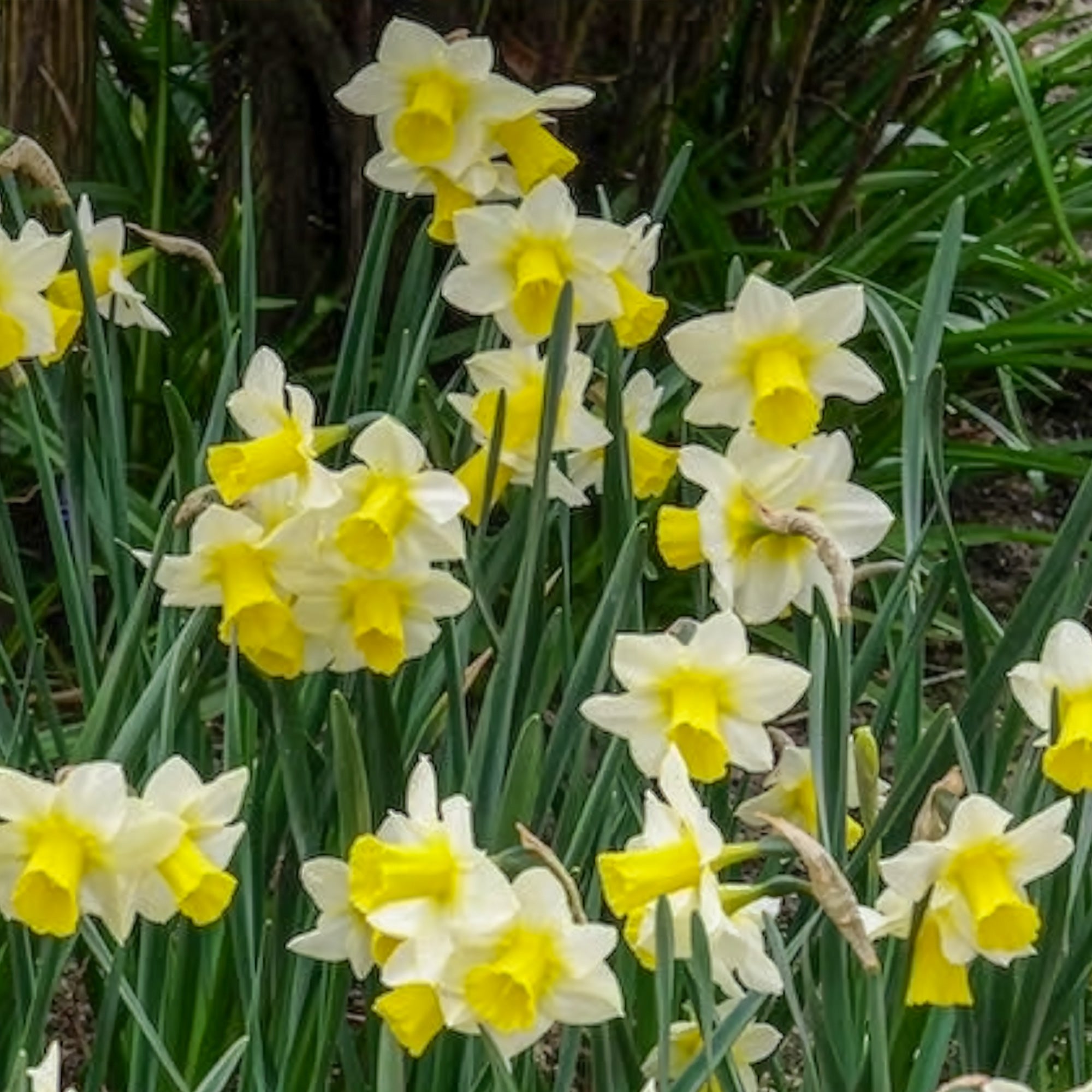 Bakker Narcisses Golden Echo bulbes 7 pièces blanc jaune
