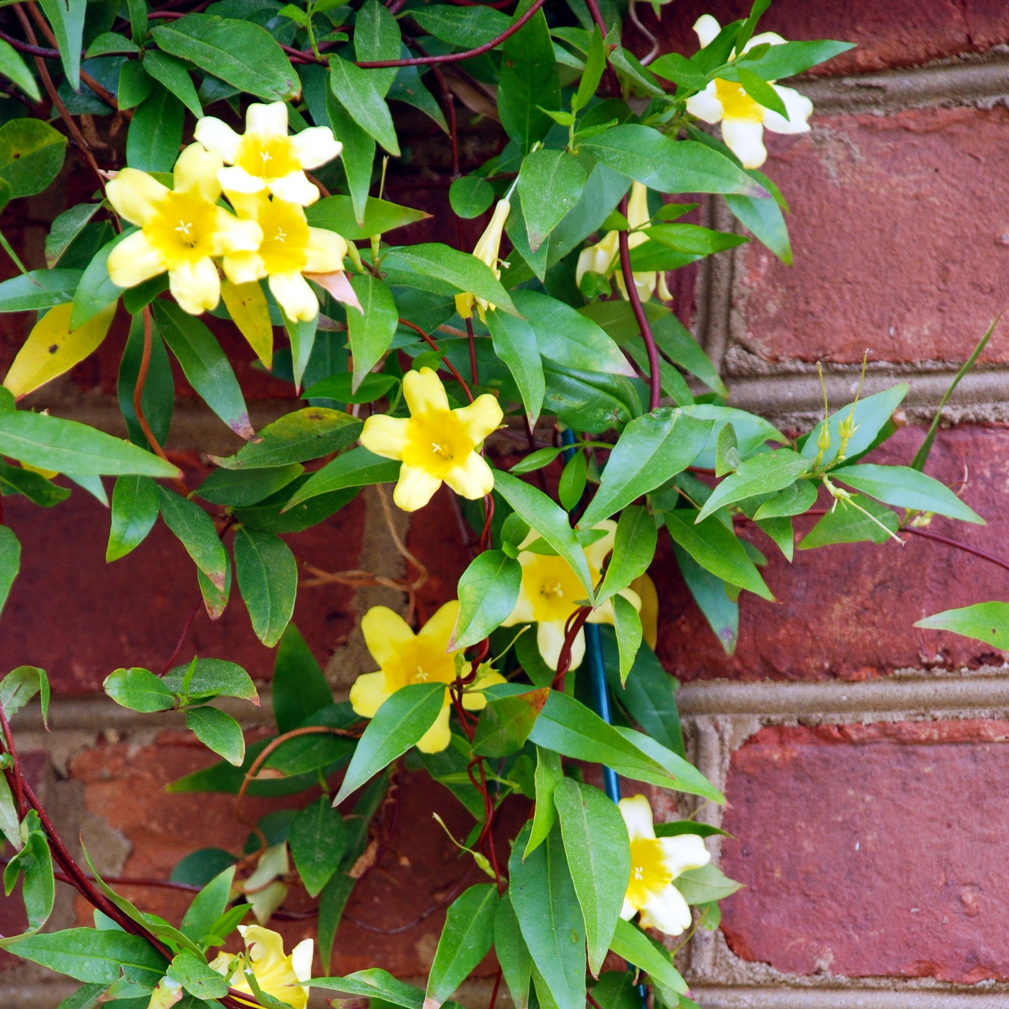 Bakker Gelsemium sempervirens jasmin jaune pot Ø9 cm