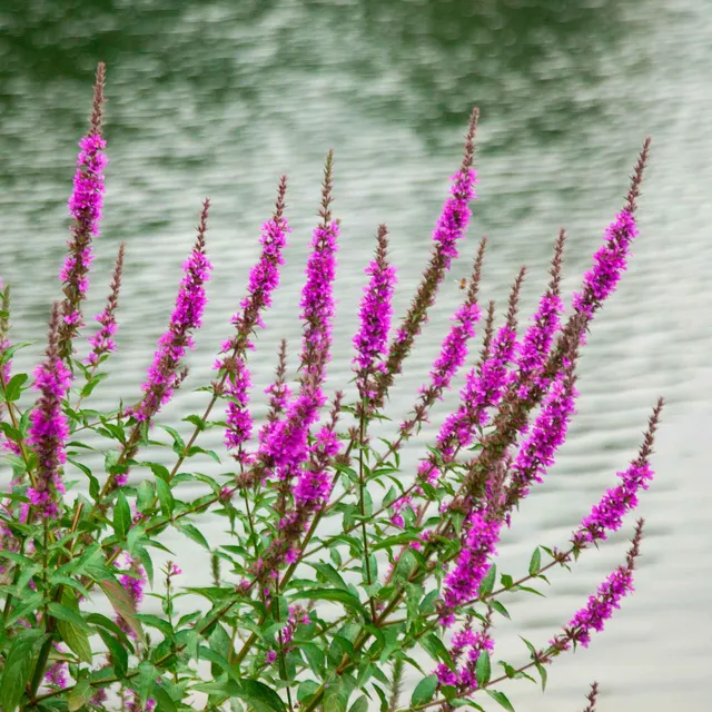 Bakker Plantes vivaces Salicaire Robert pot Ø9cm fuchsia