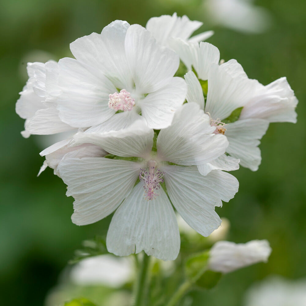 Bakker Mauve musquée blanche plante vivace pot 9cm fleur blanc