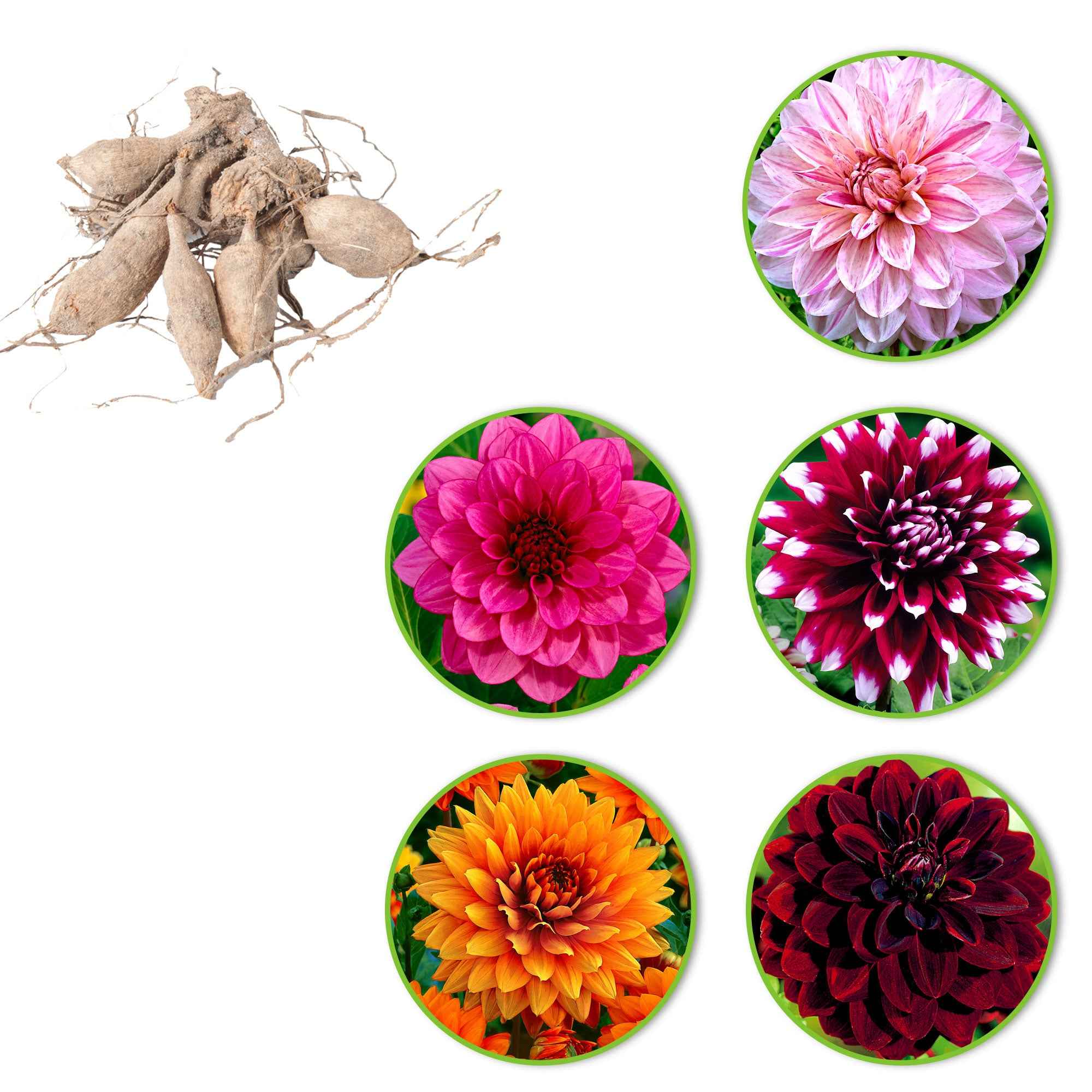 Bakker Dahlia grandes fleurs bulbes sachet 5 mélange couleurs