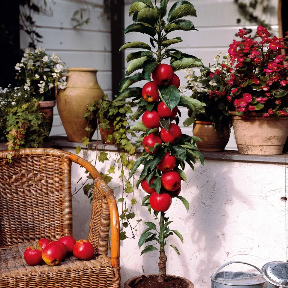 Bakker Braeburn mini-pommier pot 50-70cm longue conservation