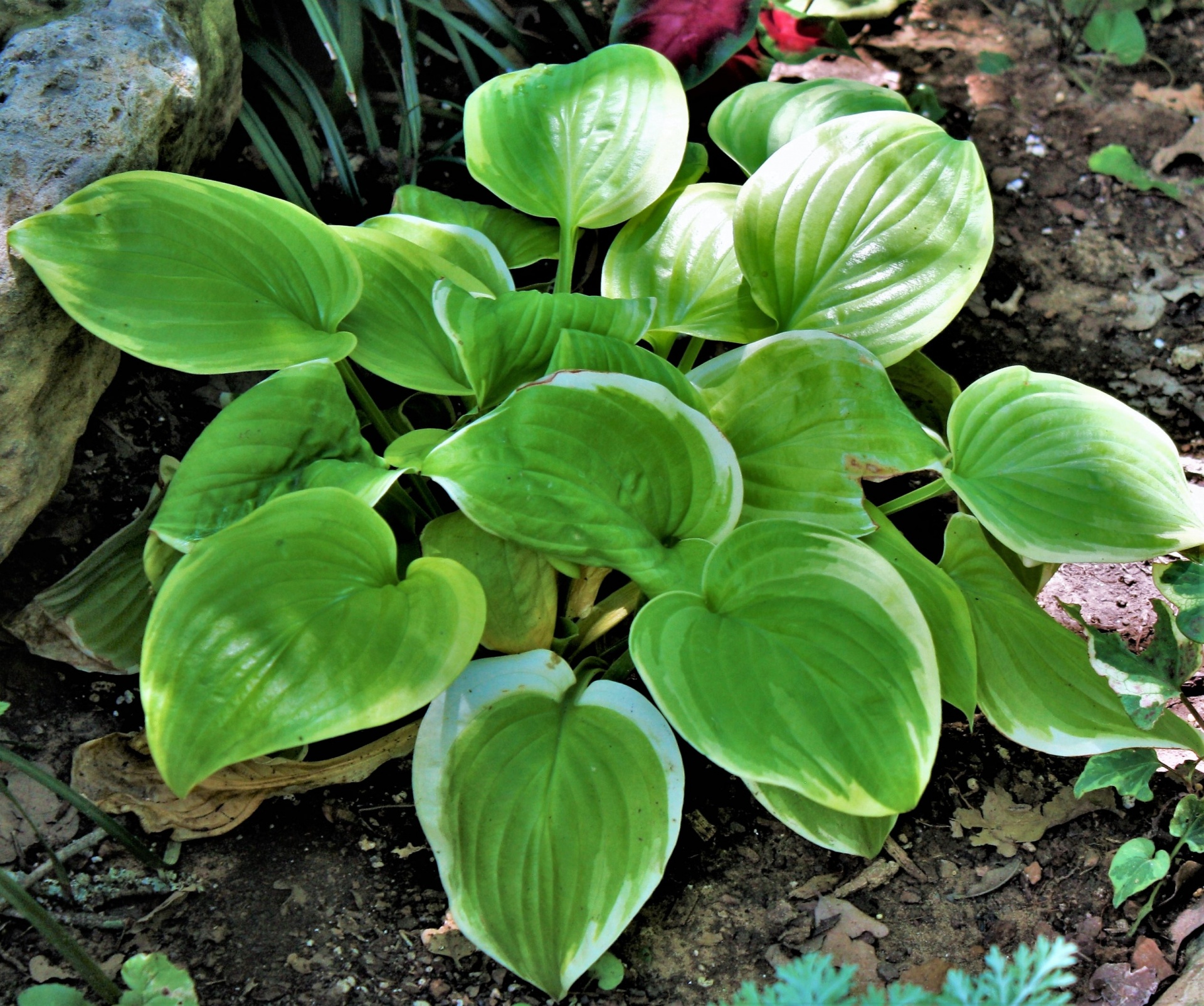 Passion Vivaces Hosta Fragrant Bouquet plante vivace pot 1L parfumée