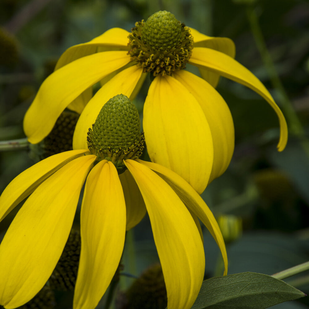 Bakker Herbstsonne rudbeckia jaune pot 9cm 150cm