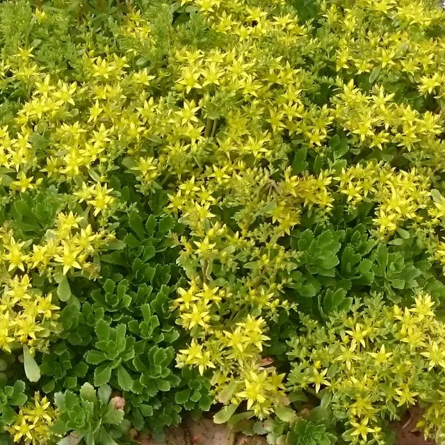 Passion Vivaces Sedum Immergrünchen plante tapis jaune or godet