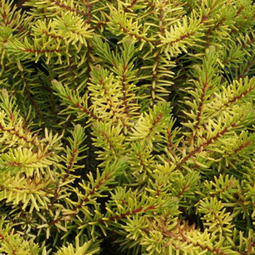 Bakker Terrasse Bruyère Eva Gold jaune pot 8cm hiver