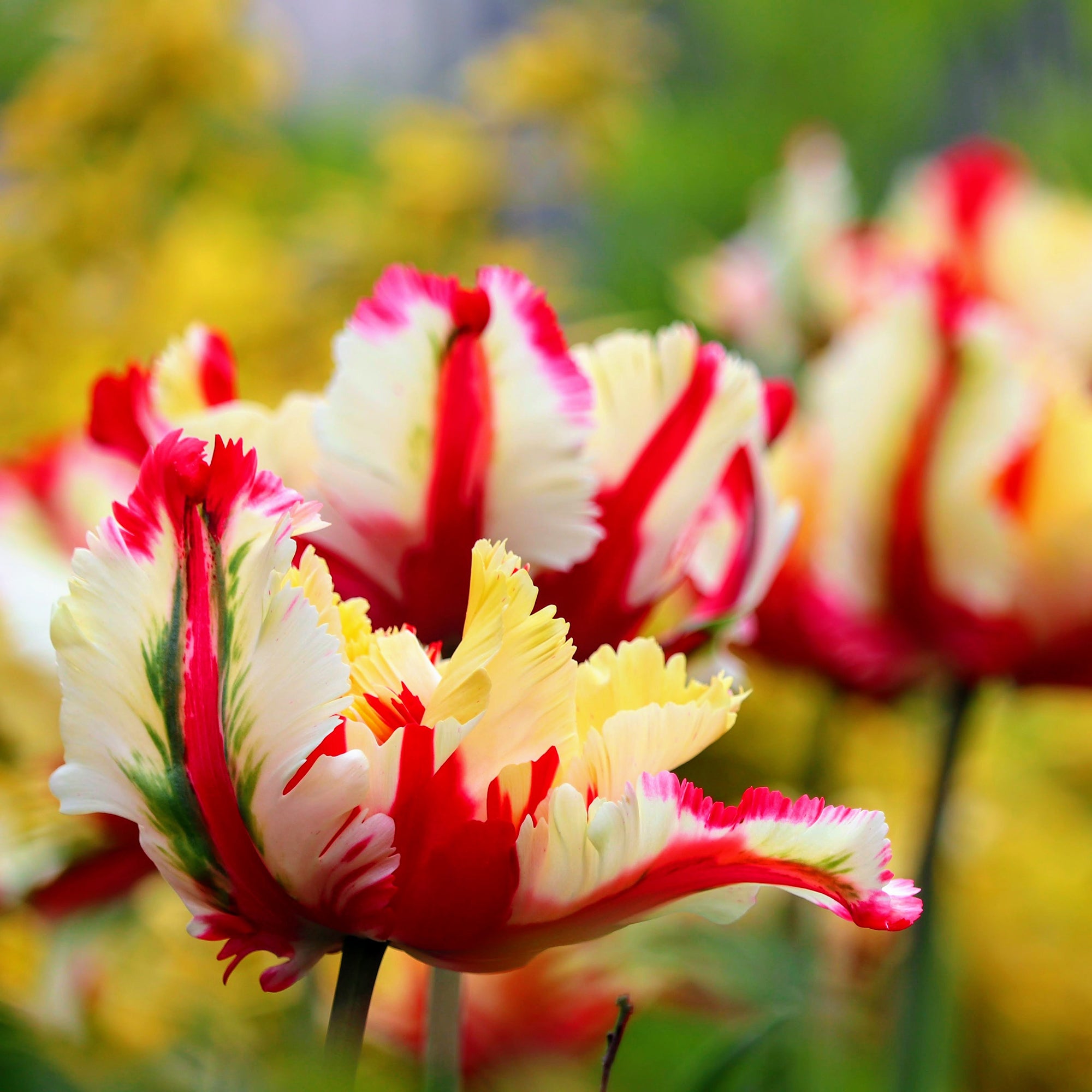 Bakker Flaming Parrot tulipe perroquet 7 bulbes rouge jaune