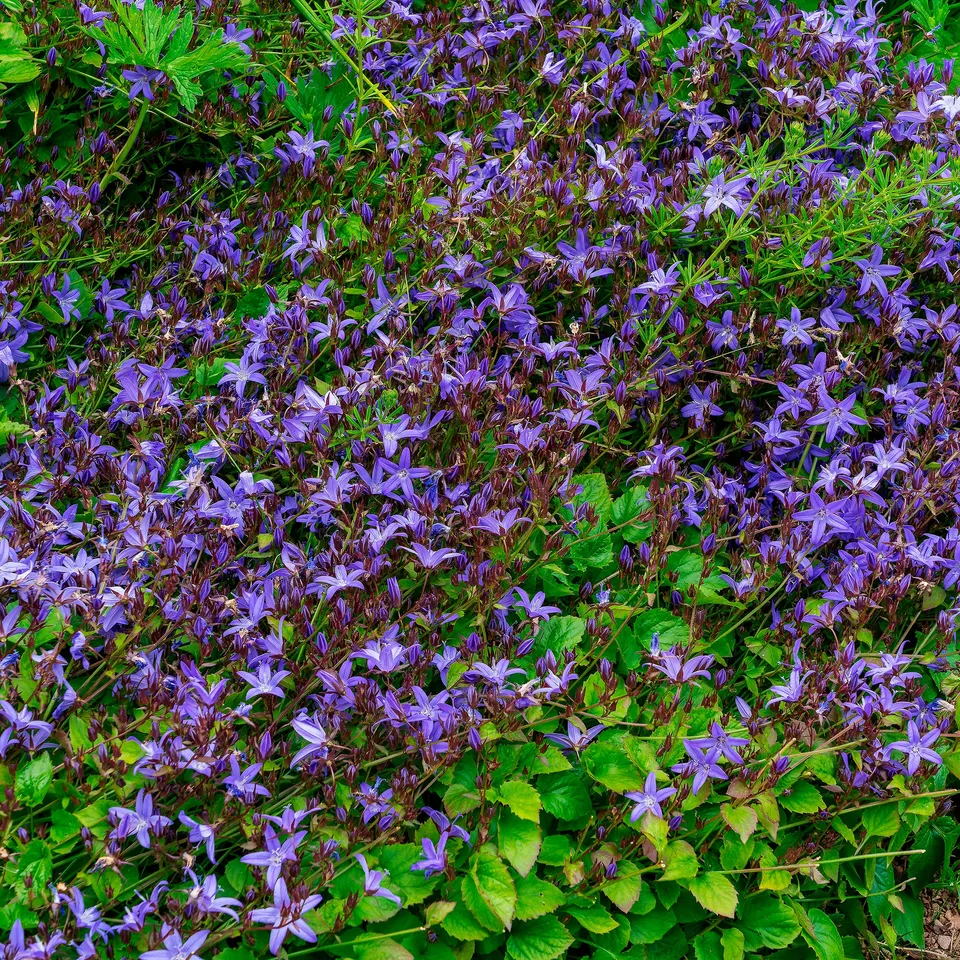 Bakker Campanule des murets Stella vivace pot 9cm violet
