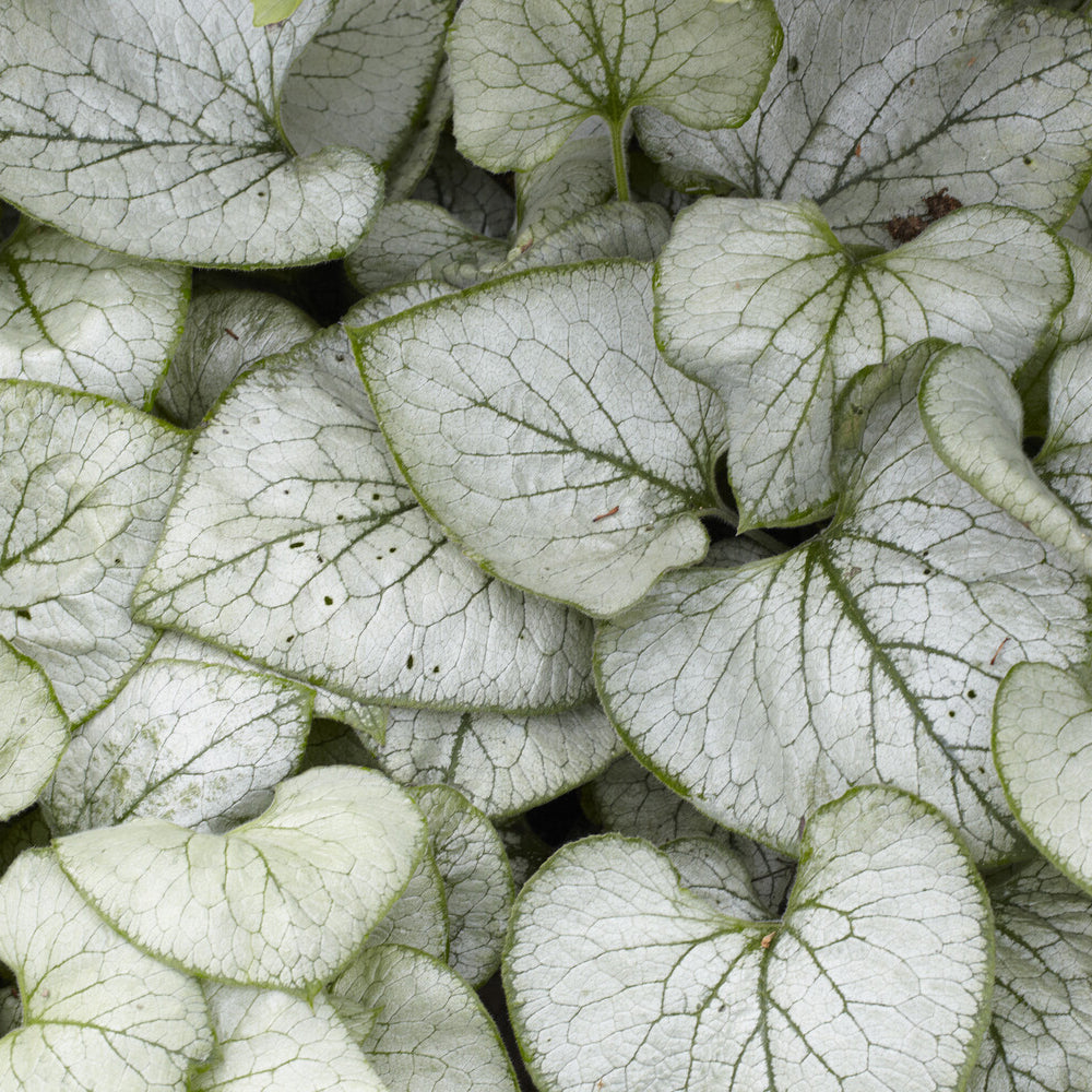 Bakker Brunnera Looking Glass myosotis vivace pot 9cm argenté