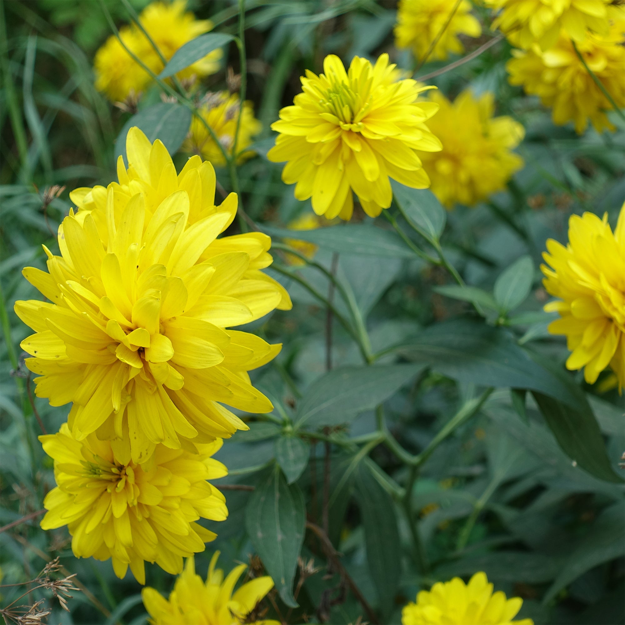 Bakker Rudbeckia Goldquelle plante vivace pot 9cm jaune double