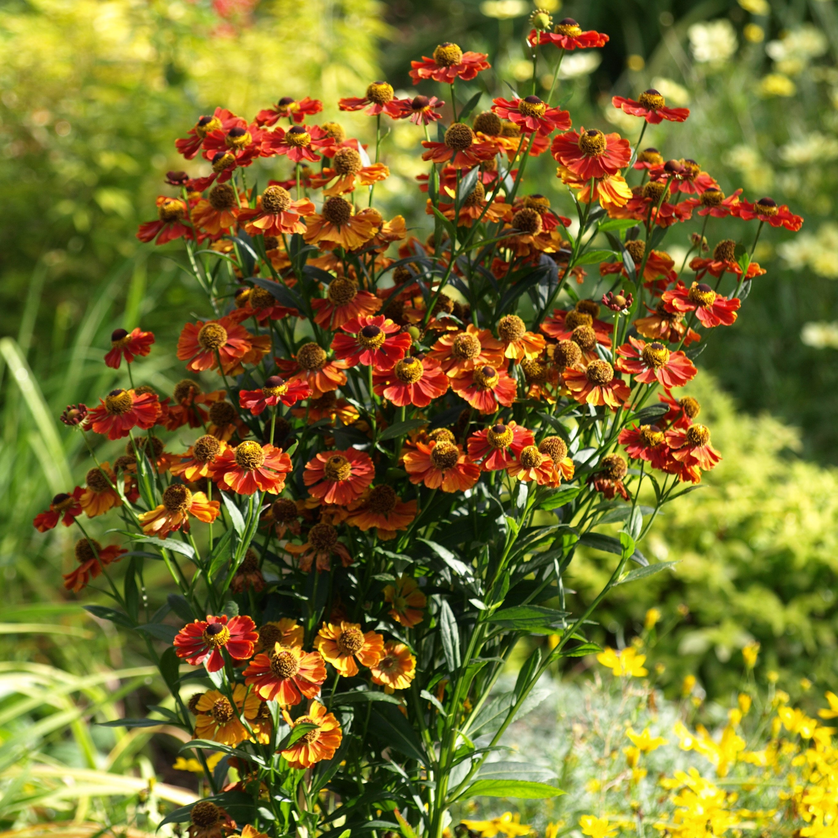 Passion Vivaces Helenium automnale Flammendes Katchen vivace godet rouge