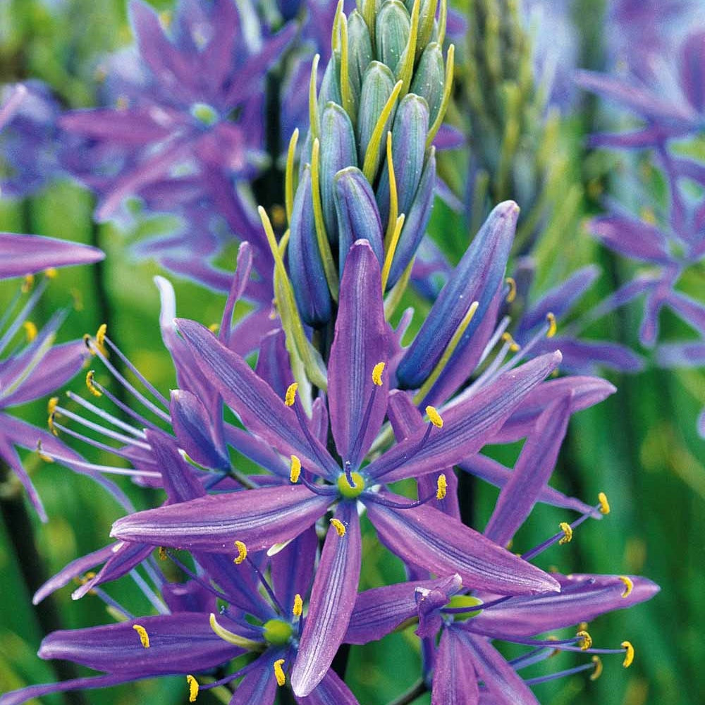 Bakker Camassia bleu bulbe fleur sachet 5 bulbes