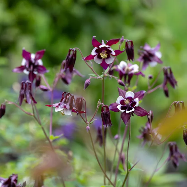 Bakker Ancolie William Guiness plante vivace godet 8cm violet