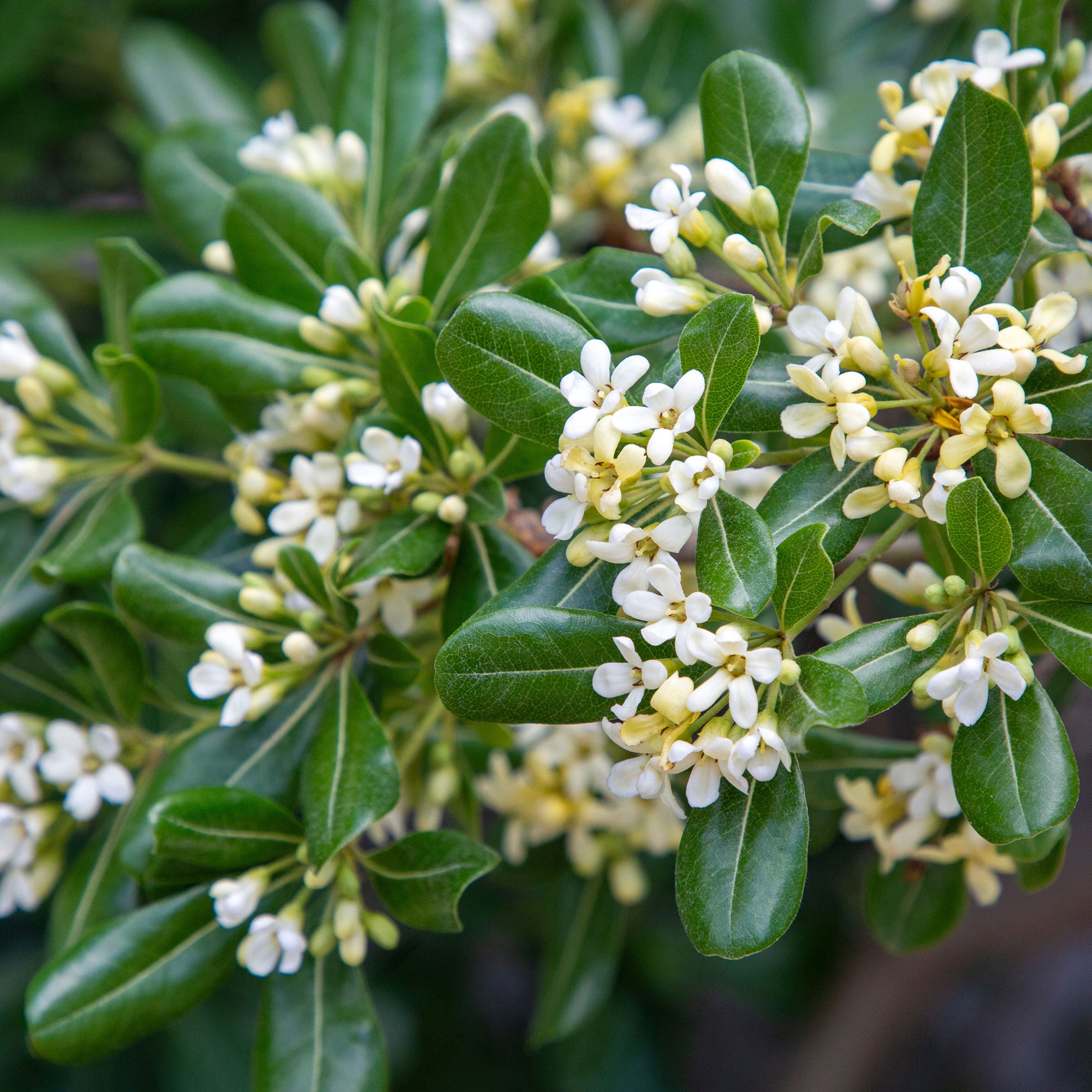 Bakker Pittosporum tobira arbuste pot 2L 25-30cm parfumé