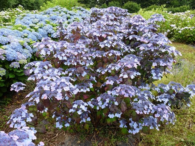 Les Hortensias du Haut Bois serrata Shojo hortensia rouge godet