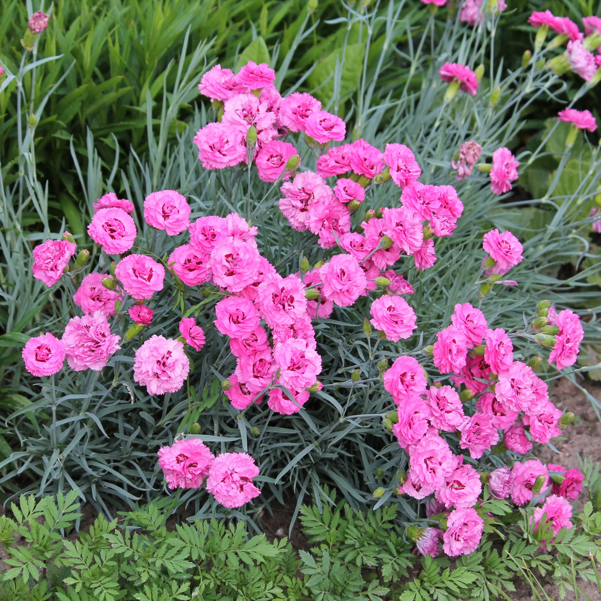 Bakker Fortuna œillet nain rose plante terrasse 2 pots Ø9cm parfum