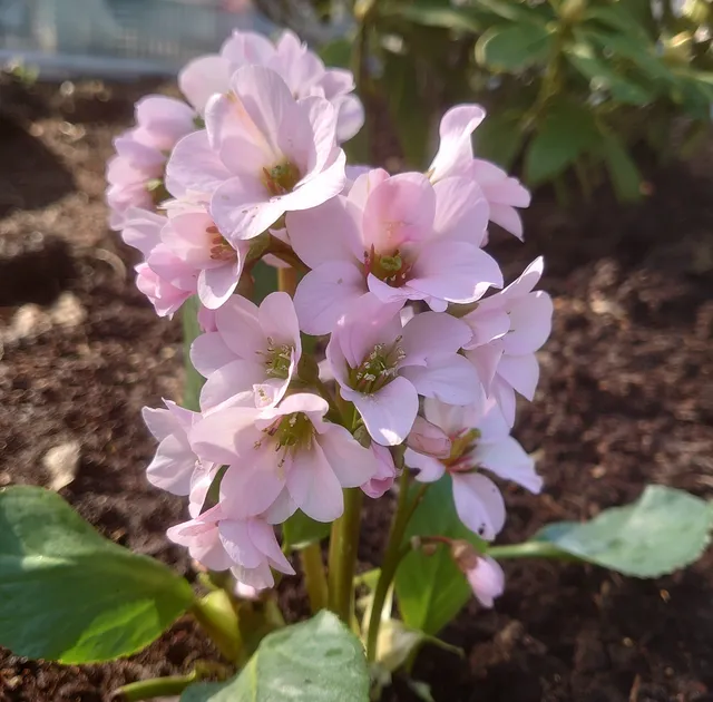 Bergenia Herbstblüte plante vivace pot 1 L rose vif remontant