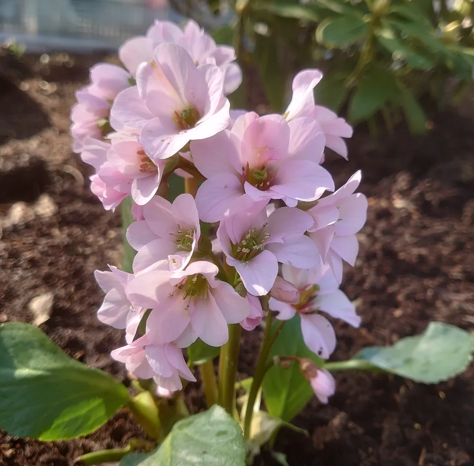 Bergenia Herbstblüte plante vivace pot 1 L rose vif remontant