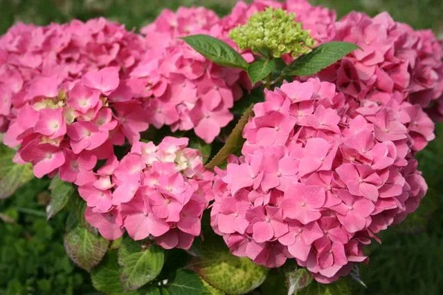 Hydrangea macrophylla King George hortensia fleurs rondes jardin