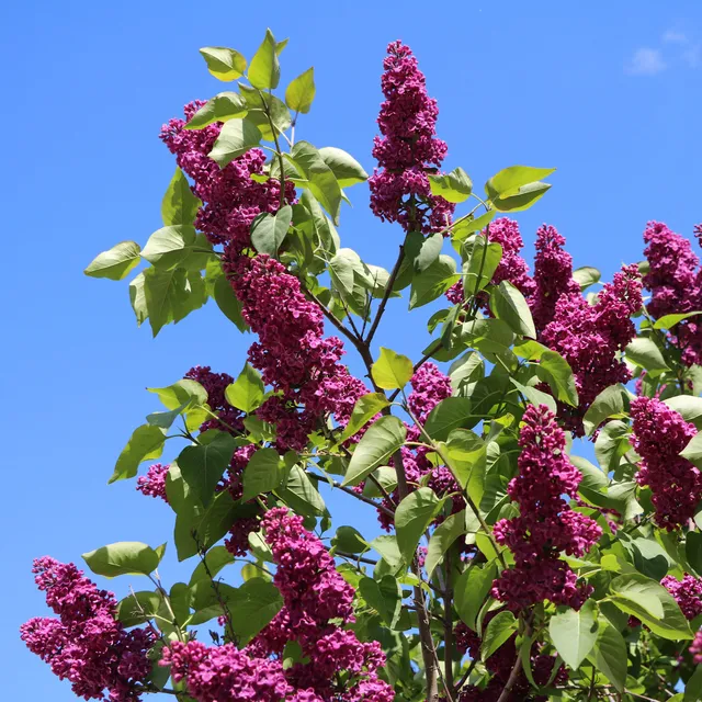 Bakker Charles Joly lilas double rouge pot Ø9cm 10-15cm