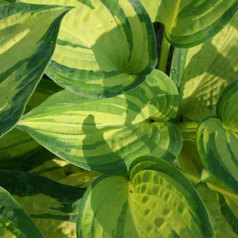 Bakker Hosta Great Expectations plante vivace pot 9cm ombre