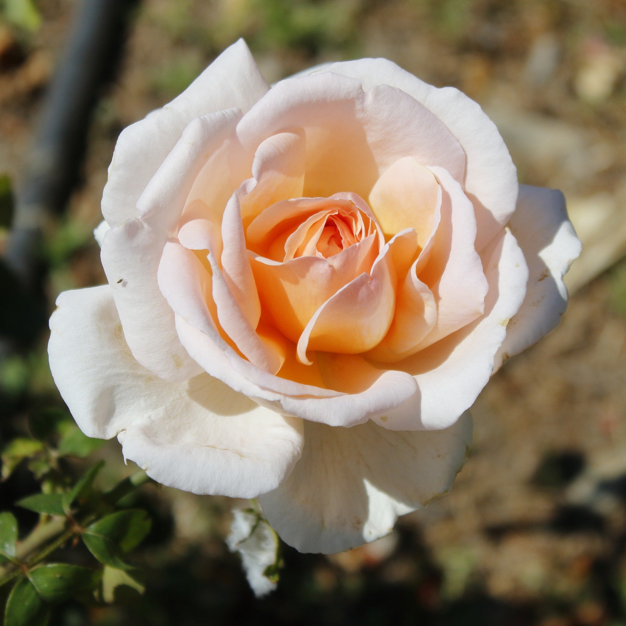 Bakker Collection 7 Rosiers buissons racines nues parfumés