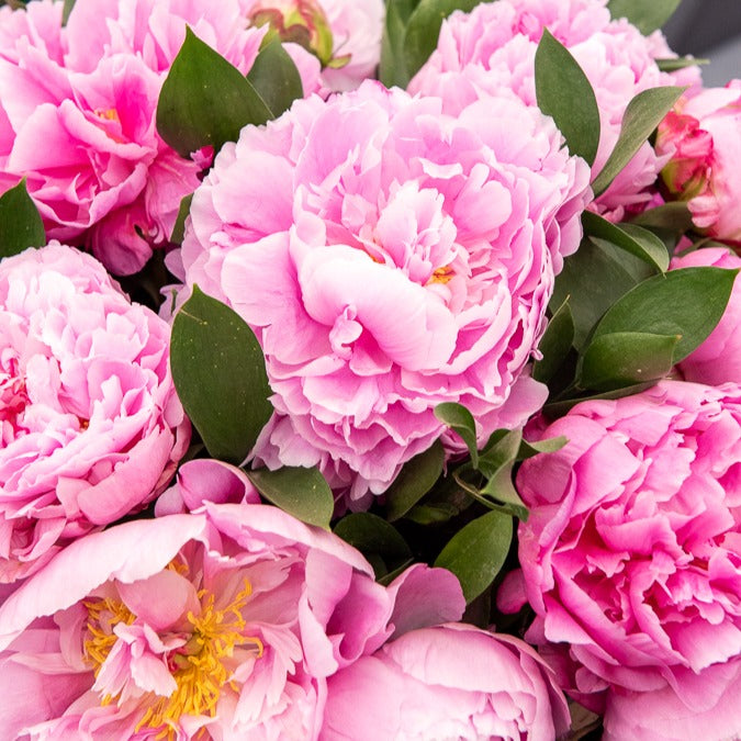 Bakker Jacorma pivoine rose racine nue parfumée
