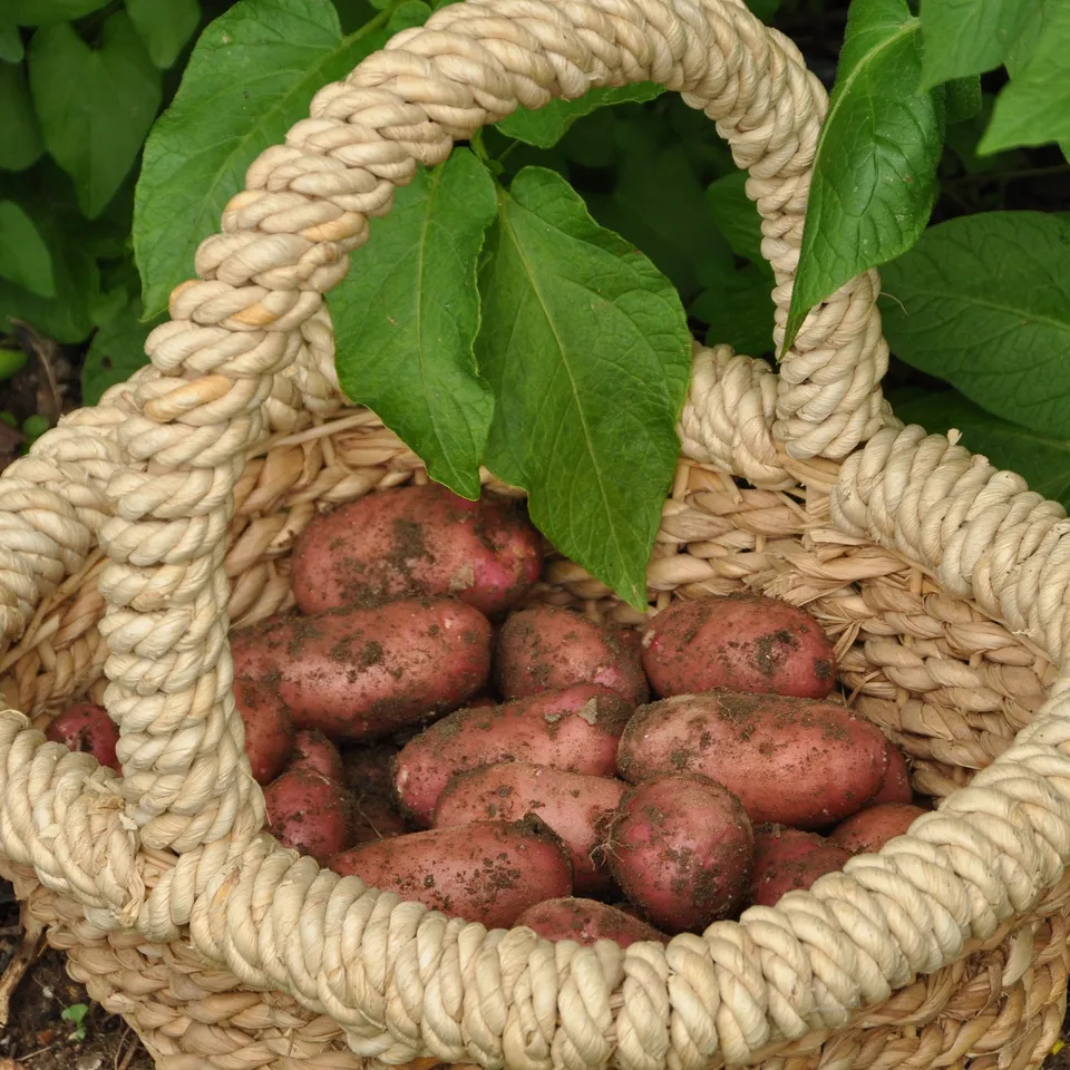 Bakker Pomme de terre Rose de France Cirielle 25 plants ferme