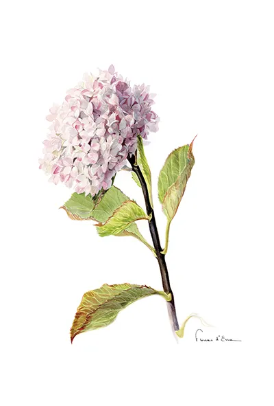 Les Hortensias du Haut Bois Nigra carte postale A6 jardin