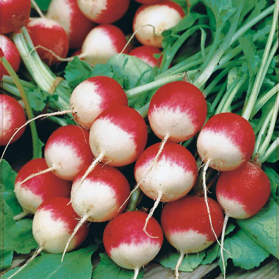 Bakker Radis rond National 3 graines sachet 10 g