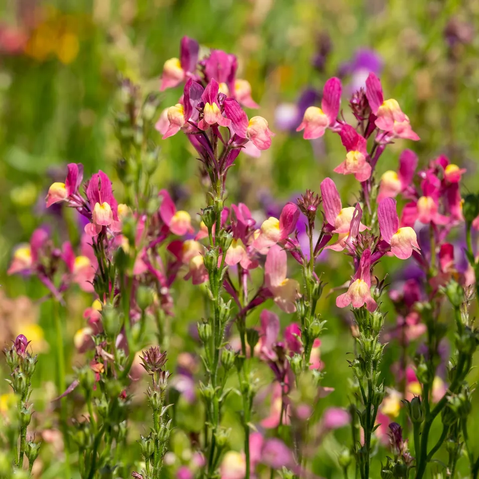 Bakker Linaria Northern Lights graines sachet 4800