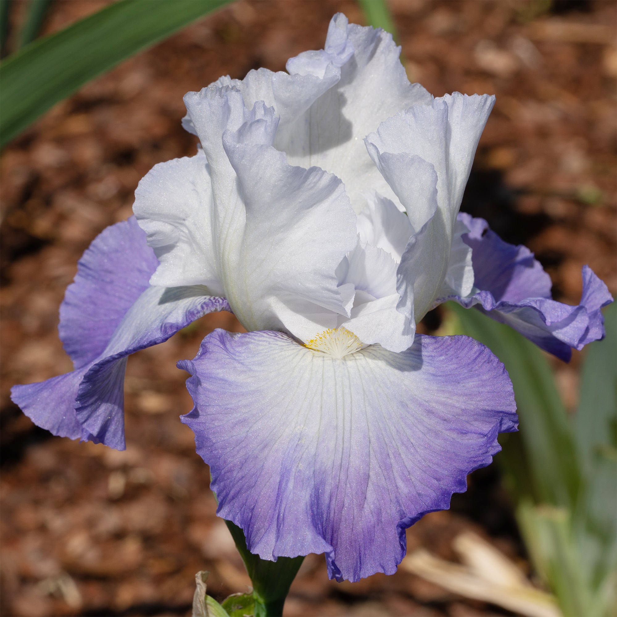 Bakker Iris de jardin Alizés vivace pot 8cm parfumé bleu