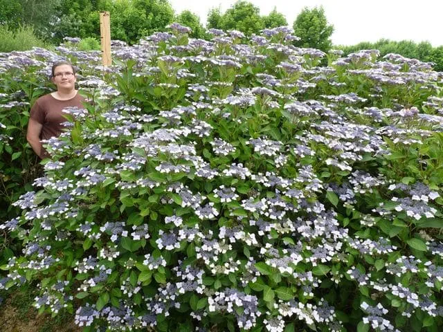 Les Hortensias du Haut Bois Sea Foam hortensia blanc godet