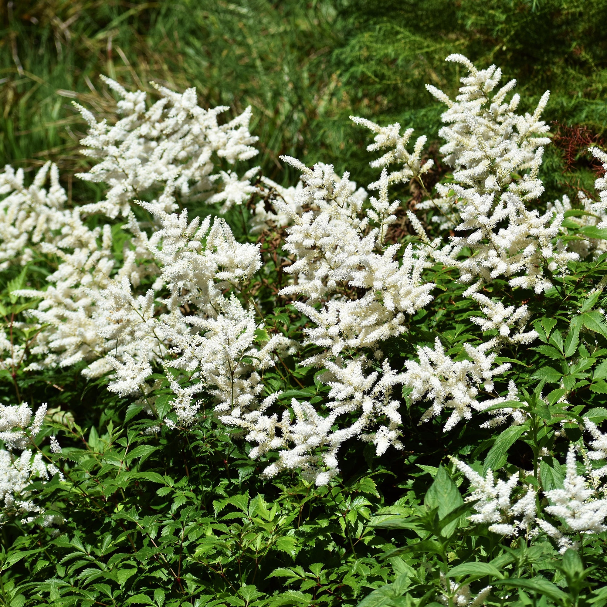Bakker Astilbe Brautschleier vivace blanche pot 9cm