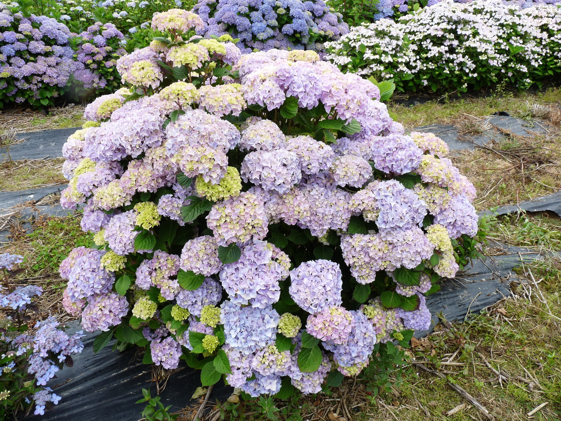 Les Hortensias du Haut Bois Yvonne Cayeux hortensia godet rondes