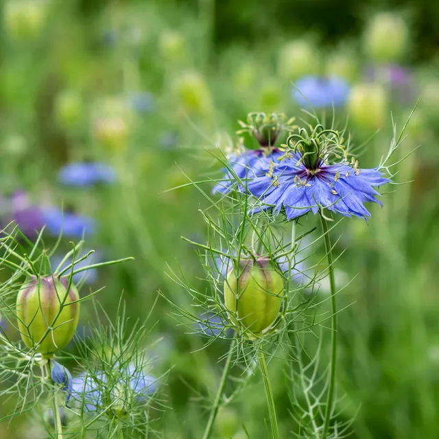 Bakker Midnight nigelle d’Espagne sachet 1g fleurs bleues