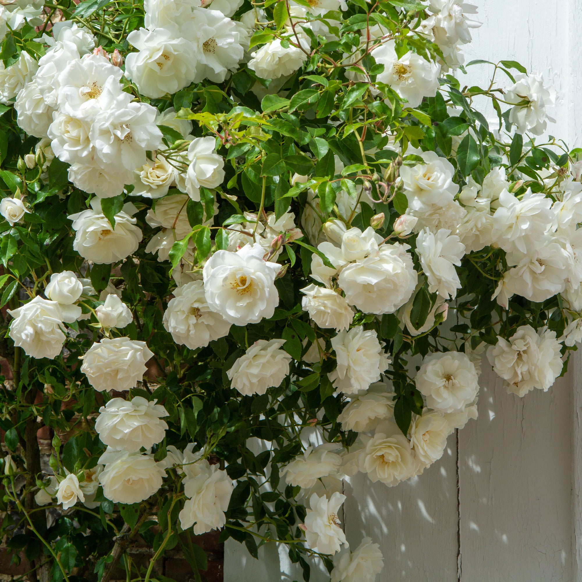 Bakker Rosiers Rosier grimpant blanc racine nue remontant