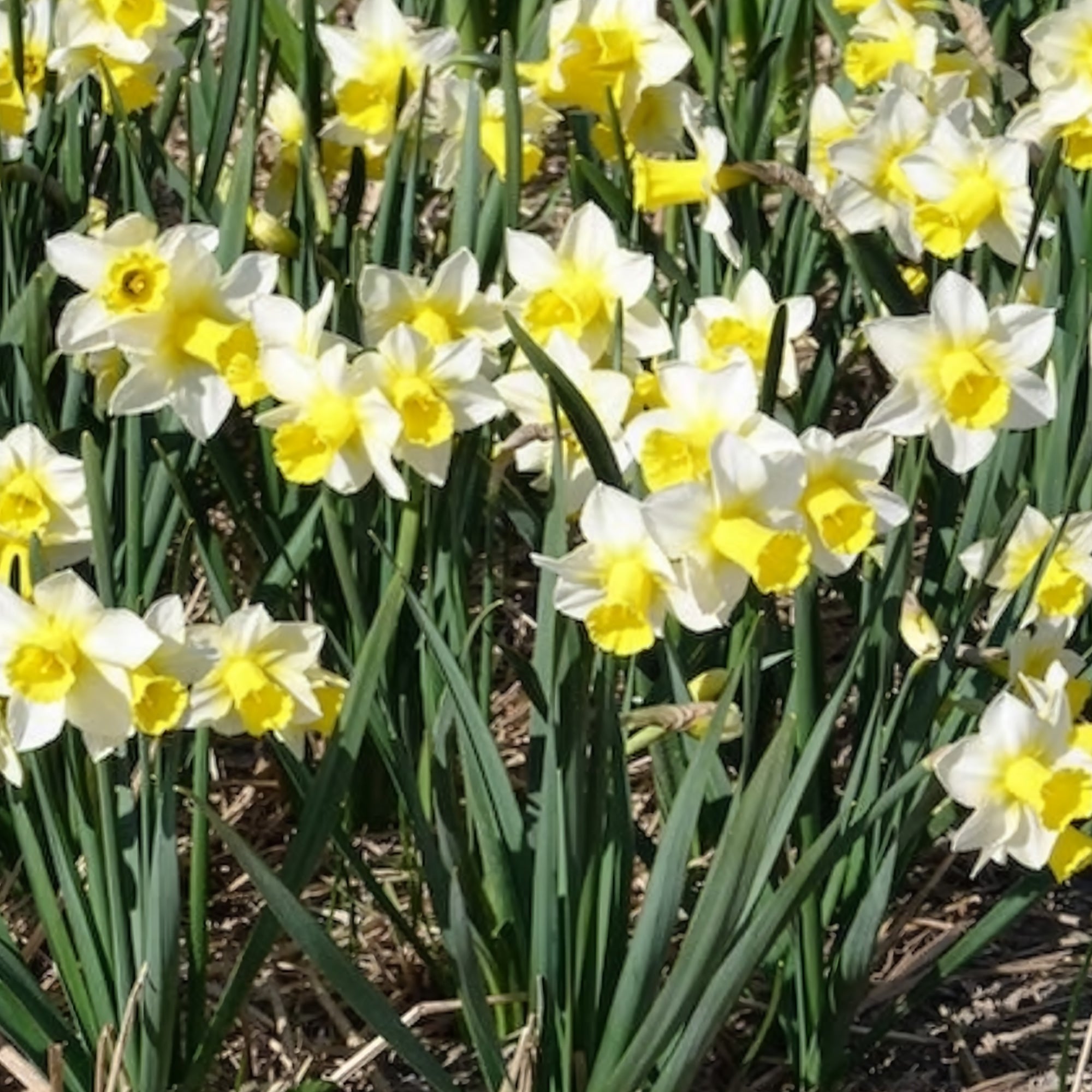 Bakker Narcisses Golden Echo bulbes 7 pièces blanc jaune
