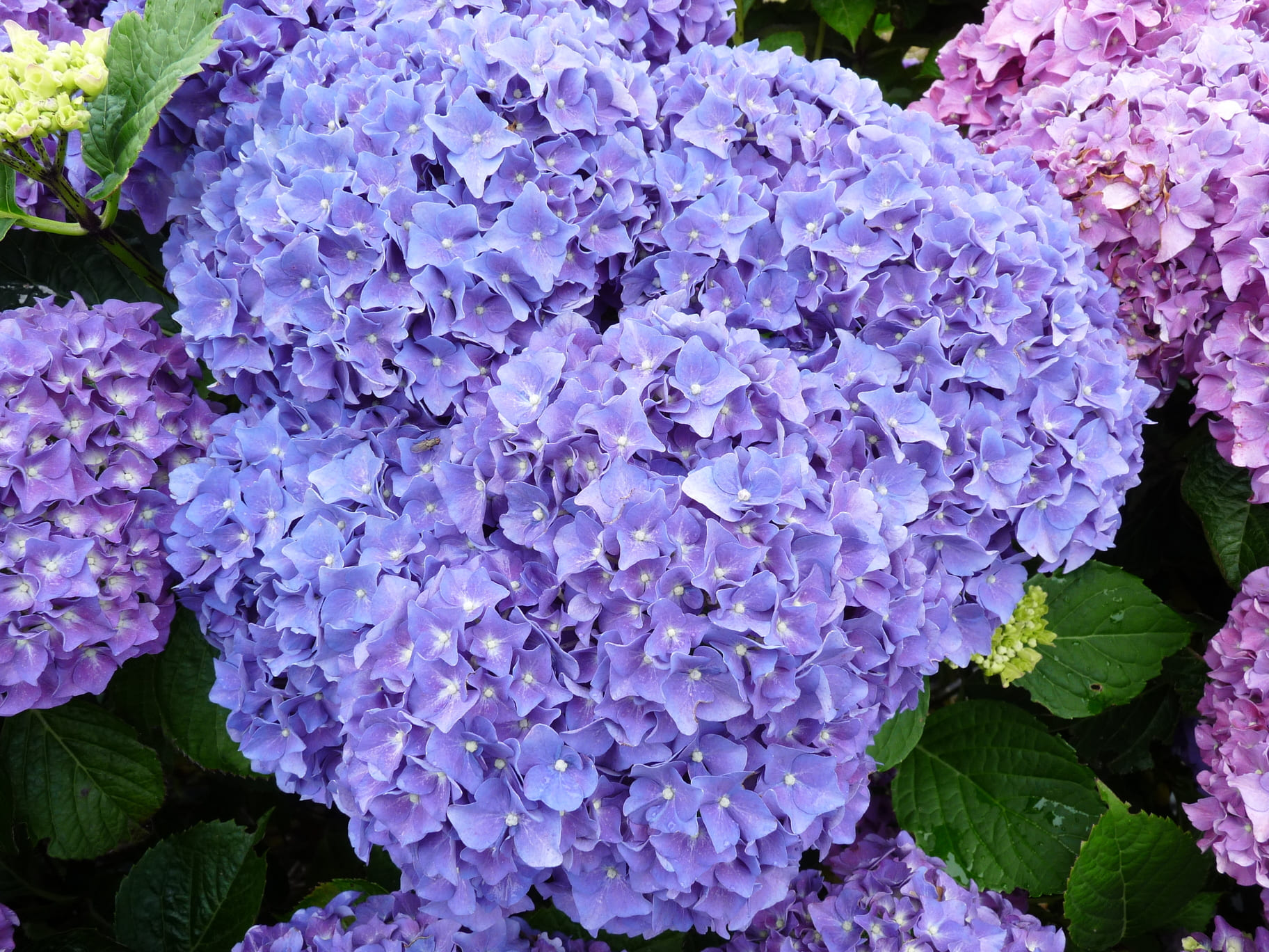 Les Hortensias du Haut Bois Harry’s Red hortensia rouge rond